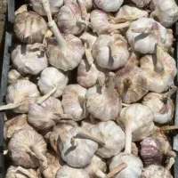 سیربذر فروشی