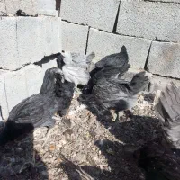 مرغ خروس جوجه گلین فول کیفیت|حیوانات مزرعه|اصفهان, بهارستان|دیوار