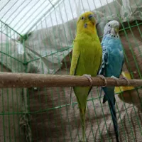 یک جفت مرغ عشق بالغ|پرنده|رودان, |دیوار