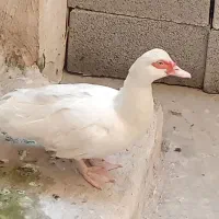 اردک اسرائیلی