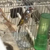 سهره جفتی نر