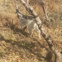 بز نر سالم وسرحال