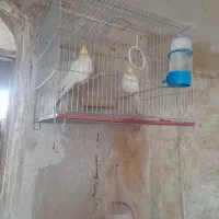 سلام ۳جفت عروس هلندی نرماده کارداده زیر قیمت|پرنده|دهدشت, |دیوار