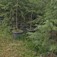 سدروس دئودورا آبی جعبه ای ریشه پرس