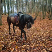 اسب|اسب و تجهیزات اسب‌سواری|بابکان, |دیوار