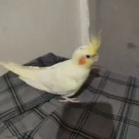 سلام عروس هلندی