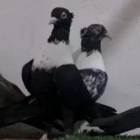 جفت طوق سفید درجه1