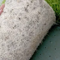 نشای هاشمی درجه یک
