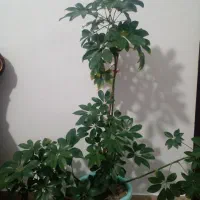 گل طبیعی|گل و گیاه طبیعی|صومای برادوست, |دیوار