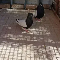 یک جفت سینه سیاه