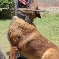 مربی سگ آموزش سگ
