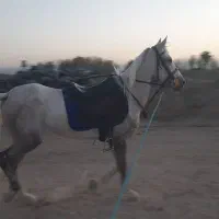 اسب کرد|اسب و تجهیزات اسب‌سواری|مشهد, جاهد شهر|دیوار