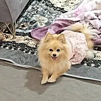 سگ پامر خوشگلو حرف گوش کن|سگ|گلبهار, شهر جدید گلبهار|دیوار