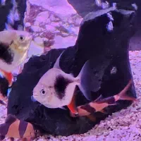 ماهی دالر بلک بری