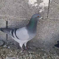 کبوتر پرشی|پرنده|کوهمره, |دیوار