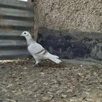 کبوتر ماده|پرنده|شیراز, گلکوب|دیوار