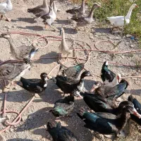 تعدادی قو قاز،و اردک نروماده