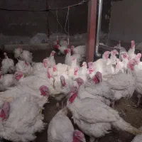 بقلمون گوشتی|حیوانات مزرعه|بروجرد, |دیوار