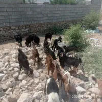 کهره