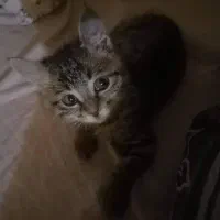 واگذاری رایگان گربه