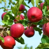 اکیپ کاری برای جمع آوری سیب و پیاز