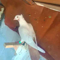 کفتر دمبی|پرنده|شیراز, دلگشا|دیوار