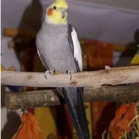 عروس هلندی گم شده