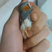 سه عدد بنچ فقط ۷۰۰/۰۰۰ تخفیف هم دارد