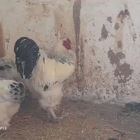 ۶ مرغ برهما و یک خروس