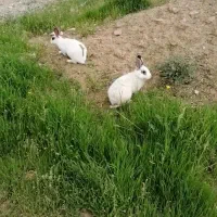 خرگوش چشم آهویی