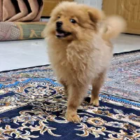 سگ پامر خرسی جنسیت نر