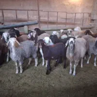 بره ماده افشاری