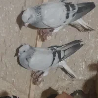 یک جفت شامی دمسفید فروشی