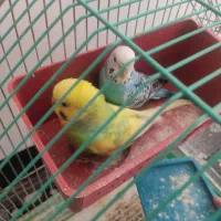 مرغ عشق با قفس