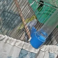 مرغ عشق دستی|پرنده|ساوه, |دیوار