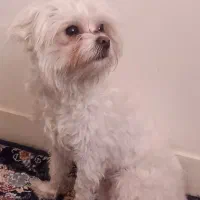 فروشی نر۷.۸ماهه|سگ|تهران, قصر فیروزه ۲|دیوار