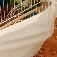 پرند|پرنده|ملایر, |دیوار