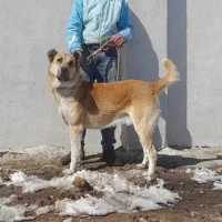 سگ سرابی|سگ|ورزقان, |دیوار