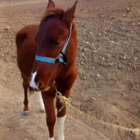 کره‌اسب‌نر|اسب و تجهیزات اسب‌سواری|بجنورد, |دیوار