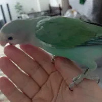 طوطی کوتوله نروماده نر 11ماهه مست آماده جفت گیری|پرنده|تهران, فلاح|دیوار