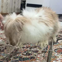 خرگوش|موش و خرگوش|پاکدشت, شهرک امام رضا|دیوار