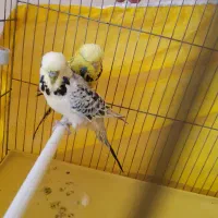 جفت مرغ عشق انگلیسی (لاسونیک) گرید آ مولد اصل