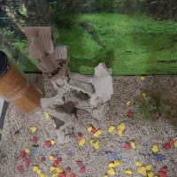 آکواریوم|ماهیگیری|فردیس, سرحدی|دیوار