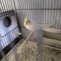 عروس نروماده لوتینو مولد کارداده بشرط|پرنده|قم, مجیدیه|دیوار