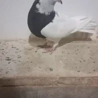 طوقی ماده واکسی|پرنده|دره شهر, |دیوار