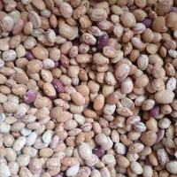 لوبیا ولپه محلی