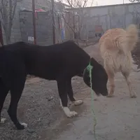 سگ سرابی|سگ|صباشهر, |دیوار