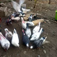 کبوتر۹عدد کبوتر|پرنده|لنگرود, |دیوار