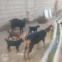 دوعدد‌بزوبیگ