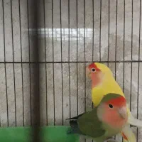 کوتوله جفت|پرنده|قم, هفت تیر|دیوار